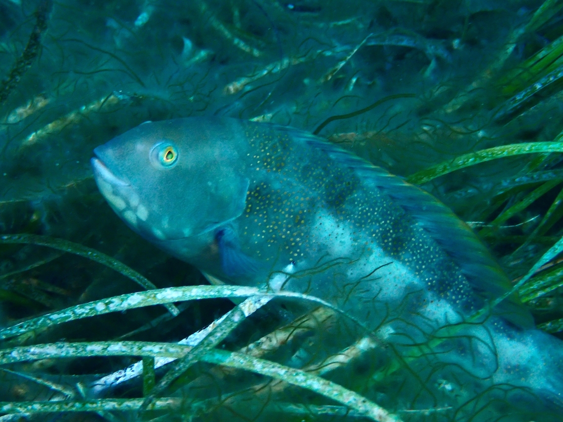 Brownspotted Wrasse - Notolabrus parilus  Adelaide,Australia,Brownspotted Wrasse,Fish,Notolabrus parilus,South Australia,Wrasse