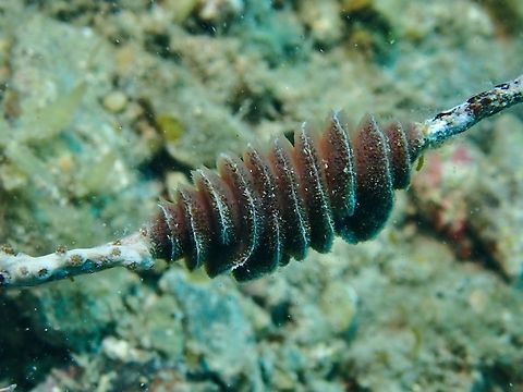 Screwed! Bryozoan Adelaide,Australia,Bryozoan,Celleporaria cristata,South Australia