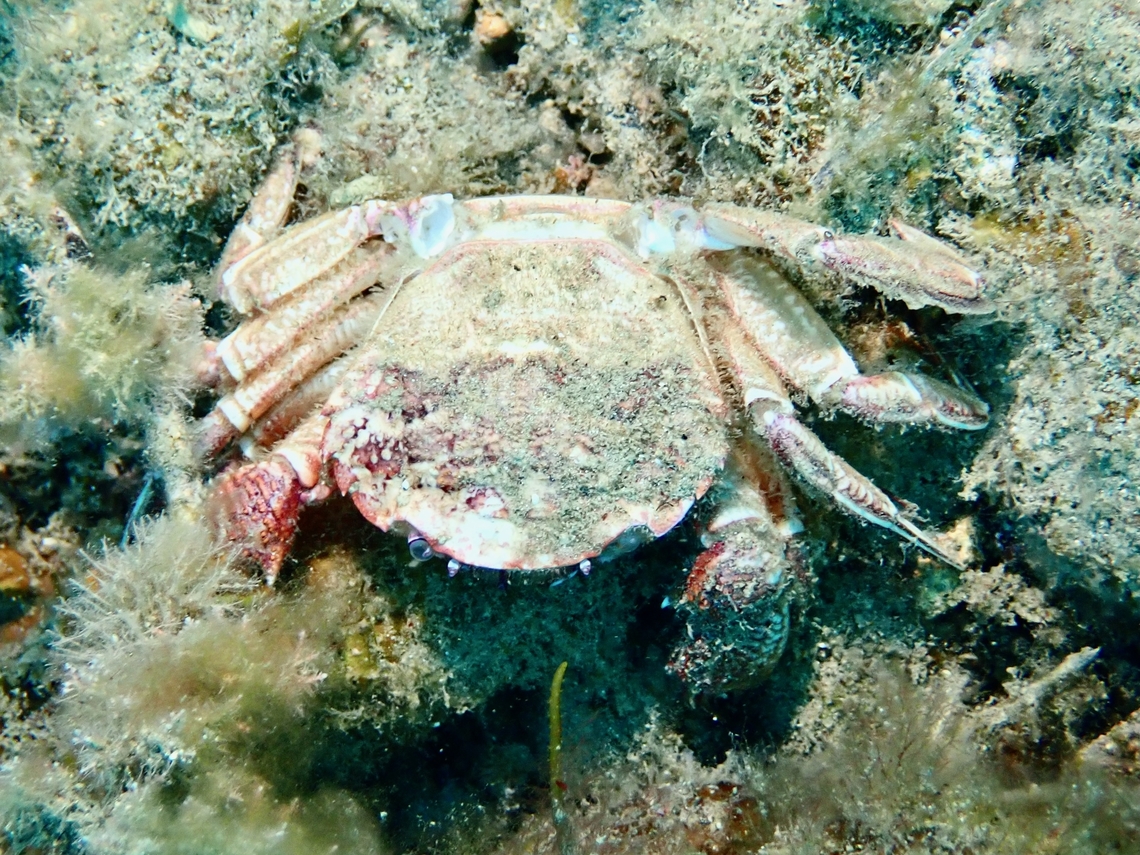 Rough Rock Crab - Nectocarcinus integrifrons  Adelaide,Australia,Crab,Nectocarcinus integrifrons,Rock Crab,Rough Rock Crab,South Australia