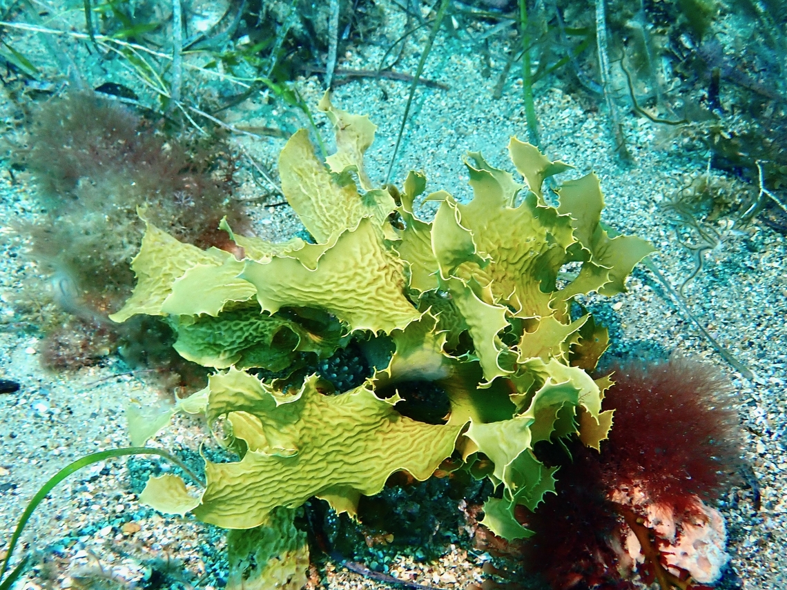 Common Kelp - Ecklonia radiata  Adelaide,Australia,Common Kelp,Ecklonia radiata,Kelp,South Australia