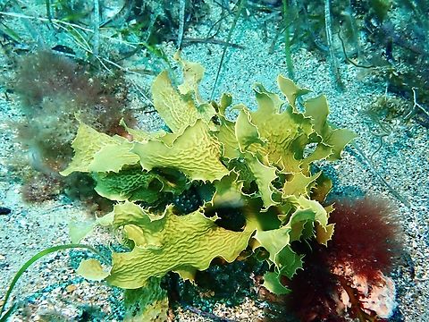 Common Kelp - Ecklonia radiata  Adelaide,Australia,Common Kelp,Ecklonia radiata,Kelp,South Australia
