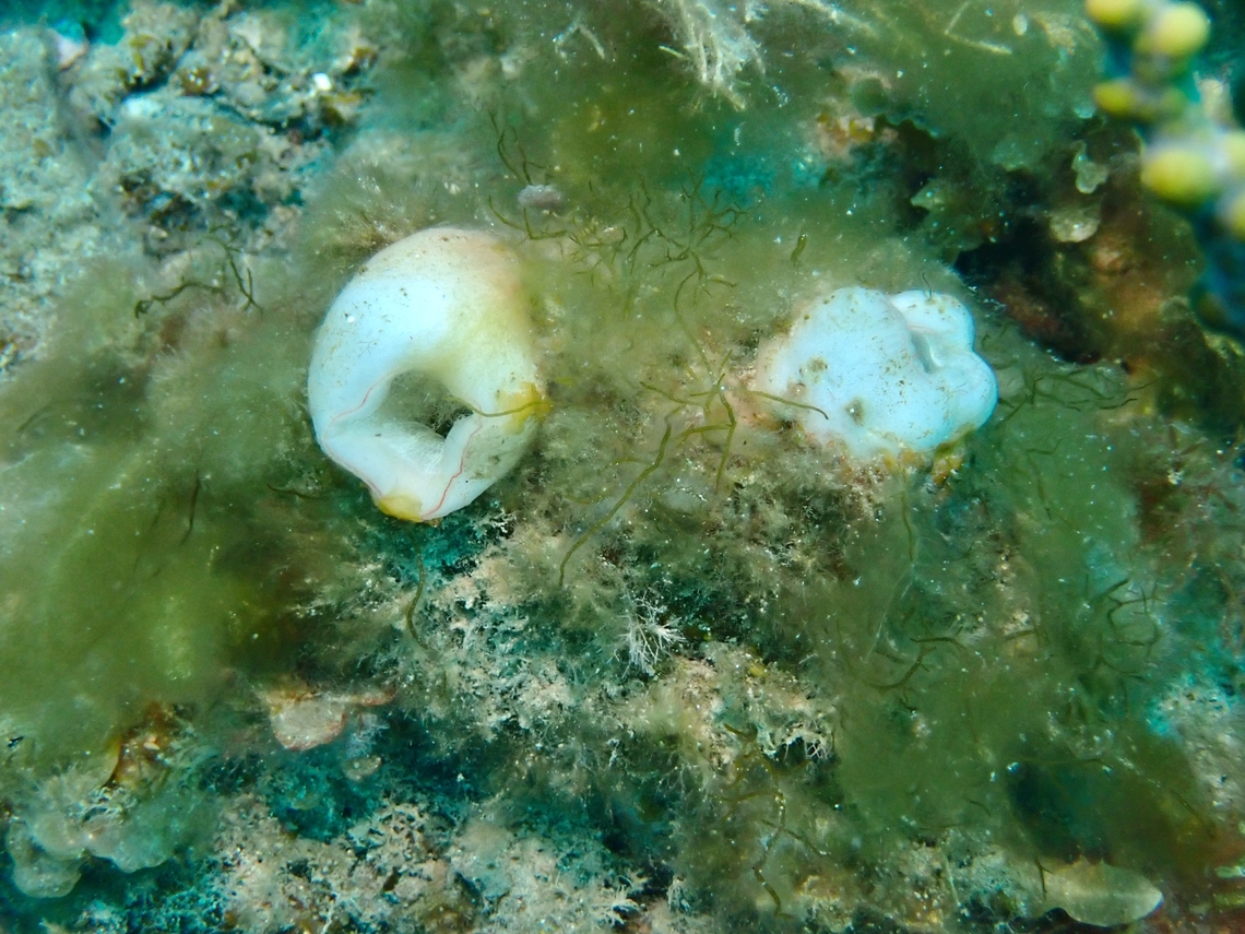 Mauve-Mouth Ascidian - Herdmania grandis  Adelaide,Australia,Herdmania grandis,Mauve-Mouth Ascidian,South Australial
