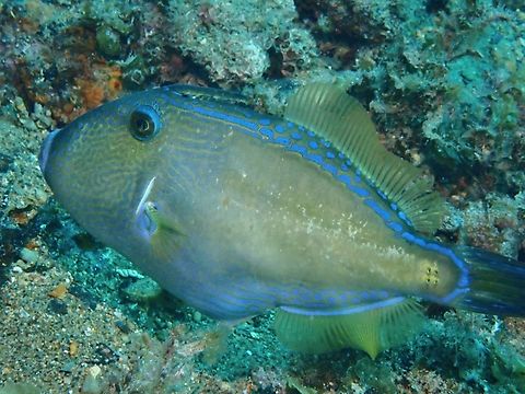 Sixspine Leatherjacket - Meuschenia freycineti  Adelaide,Australia,Filefish,Fish,Leatherkacket,Meuschenia freycineti,Sixspine Leatherjacket,South Australia