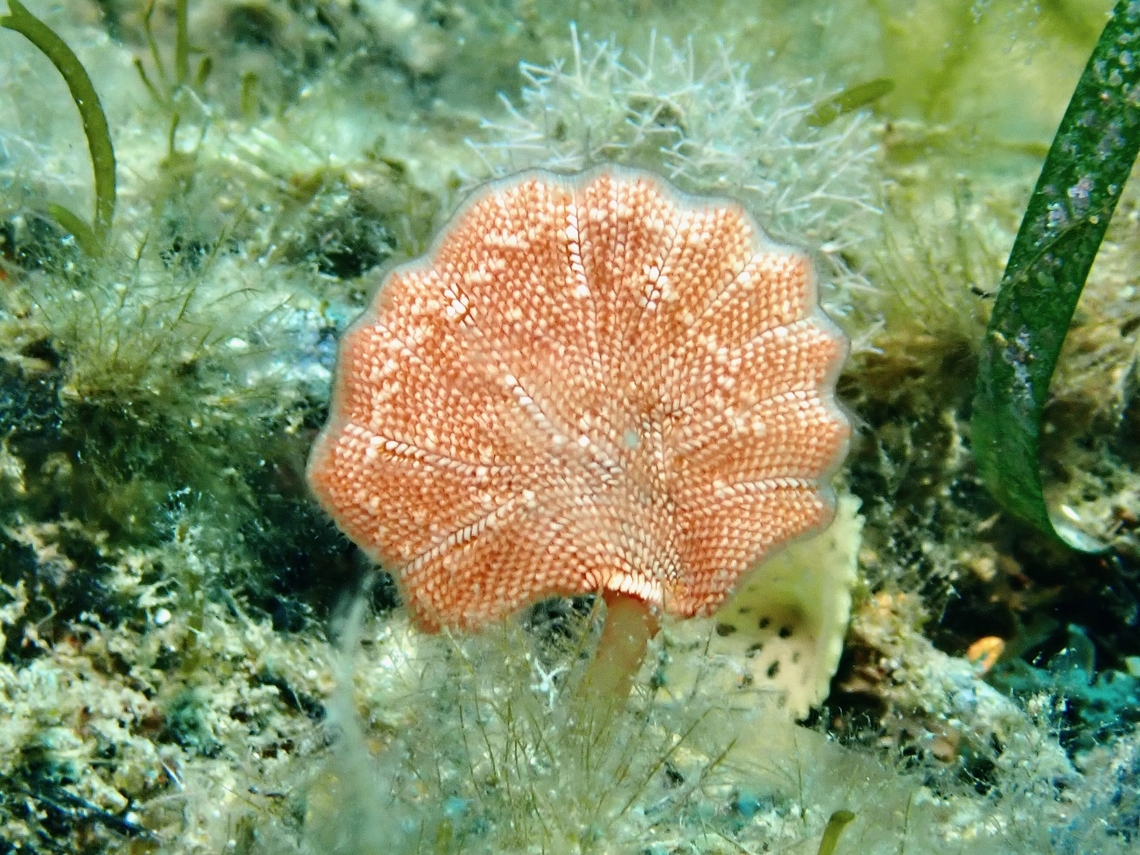 Cheilostomatid Bryozoans -Lanceopora smeatoni  Adelaide,Australia,Bryozoan,Cheilostomatid Bryozoan,Lanceopora smeatoni,South Australia