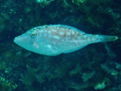 Bridled Leatherjacket - Acanthaluteres spilomelanurus  Acanthaluteres spilomelanurus,Adelaide,Australia,Bridled Leatherjacket,Filefish,Fish,Leatherjacket,South Australia
