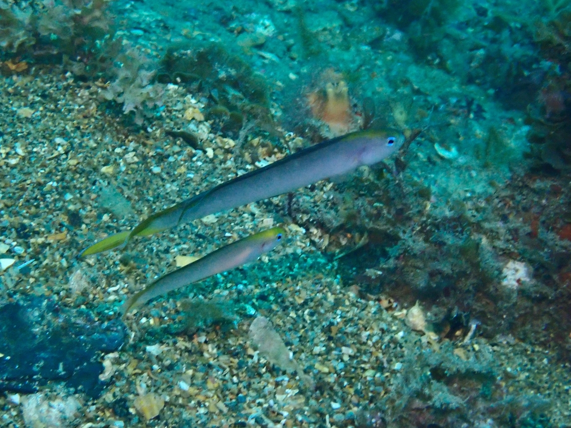 Yellowhead Hulafish - Trachinops noarlungae  Adelaide,Australia,Fish,Hulafish,South Australia,Trachinops noarlungae,Yellowhead Hulafish