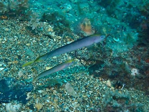 Yellowhead Hulafish - Trachinops noarlungae  Adelaide,Australia,Fish,Hulafish,South Australia,Trachinops noarlungae,Yellowhead Hulafish