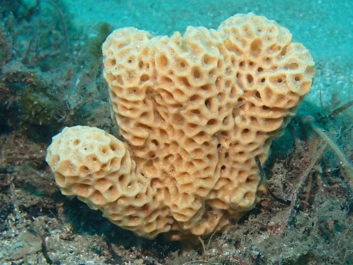 Cream Honeycomb Sponge - Holopsamma laminaefavosa  Australia,Cream Honeycomb Sponge,Holopsamma laminaefavosa,Honeycomb Sponge,Nelson Bay,New South Wales,Sea Sponge,Sponge