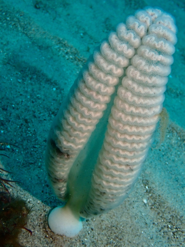 Great Sea Pen - Sarcoptilus grandis  Australia,Great Sea Pen,Nelson Bay,New South Wales,Sarcoptilus grandis,Sea Pen