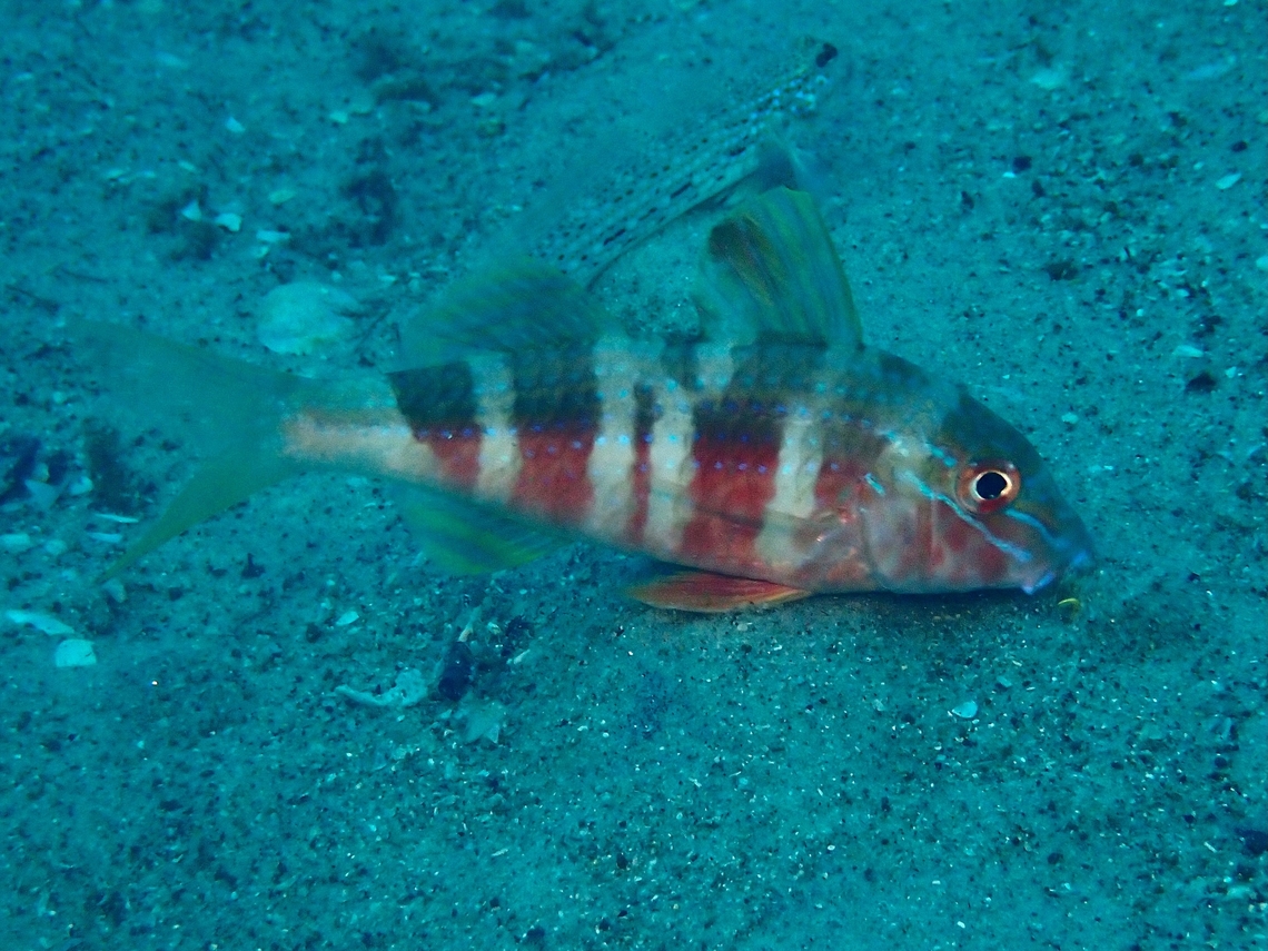 Bluestriped Goatfish - Upeneichthys lineatus  Australia,Bluestriped Goatfish,Fish,Goatfish,Nelson Bay,New South Wales,Upeneichthys lineatus