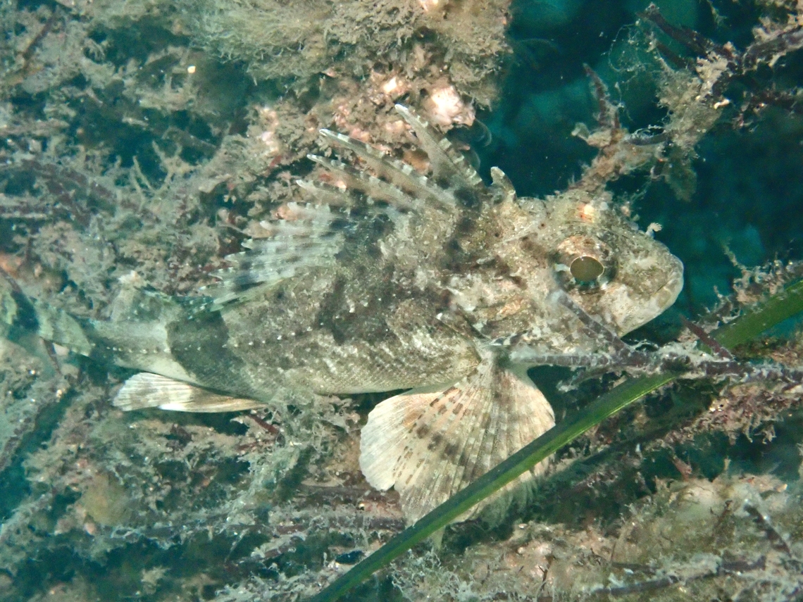 Eastern Fortescue - Centropogon australis  Australia,Centropogon  australis,Eastern Fortescue,Fish,Nelson Bay,New South Wales