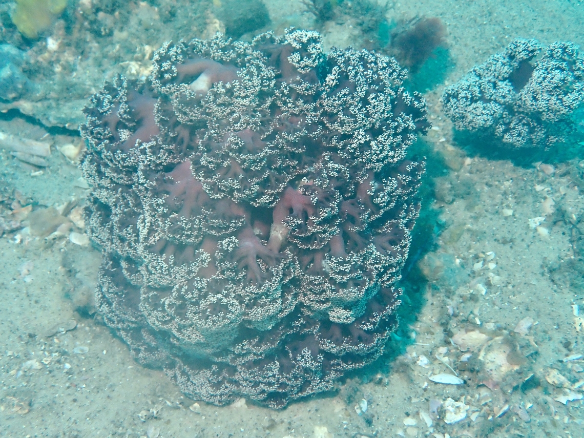 Australian only Australian Cauliflower Coral - Dendronephthya australis<br />
<br />
Seems to be endemic to Eastern Australia :<br />
<a href="https://www.dpi.nsw.gov.au/fishing/species-protection/what-current/endangered-species2/cauliflower-soft-coral" rel="nofollow">https://www.dpi.nsw.gov.au/fishing/species-protection/what-current/endangered-species2/cauliflower-soft-coral</a> Australia,Australian Cauliflower Coral,Cauliflower Coral,Coral,Dendronephthya australis,Nelson Bay,New South Wales,Soft Coral