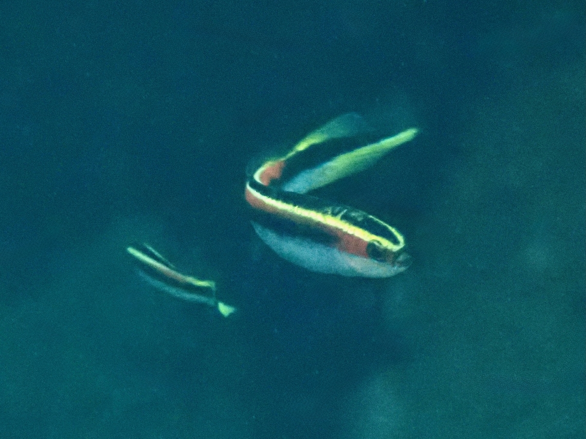 Eastern Hulafish - Trachinops taeniatus  Australia,Eastern Hulafish,Eastern hulafish,Fish,Hulafish,Nelson Bay,New South Wales,Trachinops taeniatus