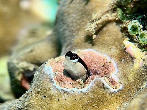 Twinspot Blenny - Ecsenius bimaculatus  Anilao,Batangas,Blenny,Ecsenius bimaculatus,Fish,Philippines,Twinspot Blenny