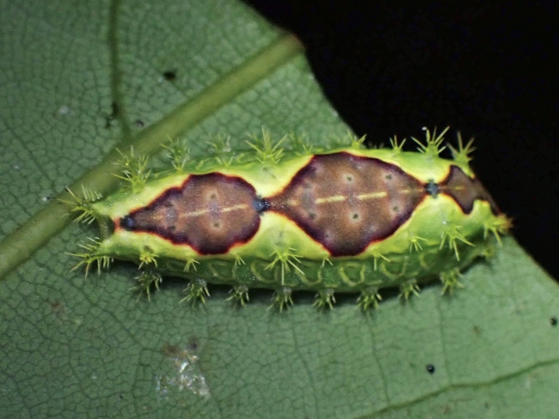 Stinging Slug Caterpillar - Setothosea asigna  Caterpillar,Setothosea asigna,Stinging Slug Caterpillar,Taipei,Taiwan