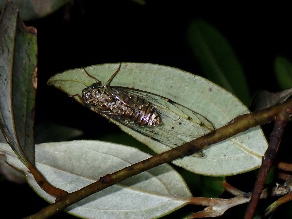 Cicada - Puranoides goemansi  Cicada,Palawan,Philippines,Puranoides goemansi