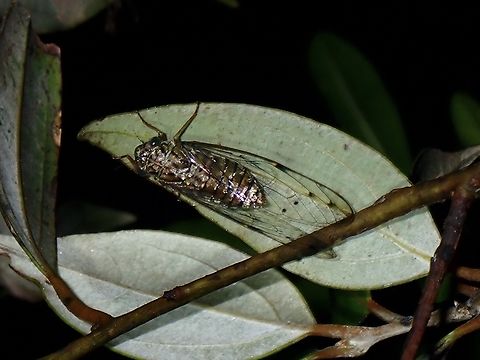 Cicada - Puranoides goemansi  Cicada,Palawan,Philippines,Puranoides goemansi