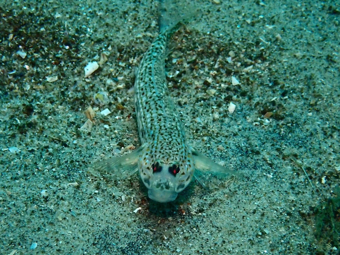 Hoese's Sandgoby - Istigobius hoesei  Australia,Fish,Goby,Hoese's Sandgoby,Istigobius hoesei,Nelson Bay,New South Wales,Sandgoby