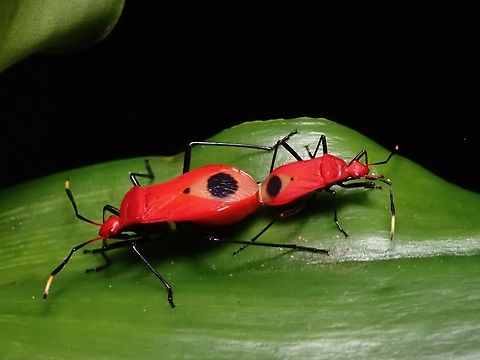 Mating Red Red Bugs - Dindymus rubricus Dindymus rubricus,Malaysia,Red Bug,Sabah