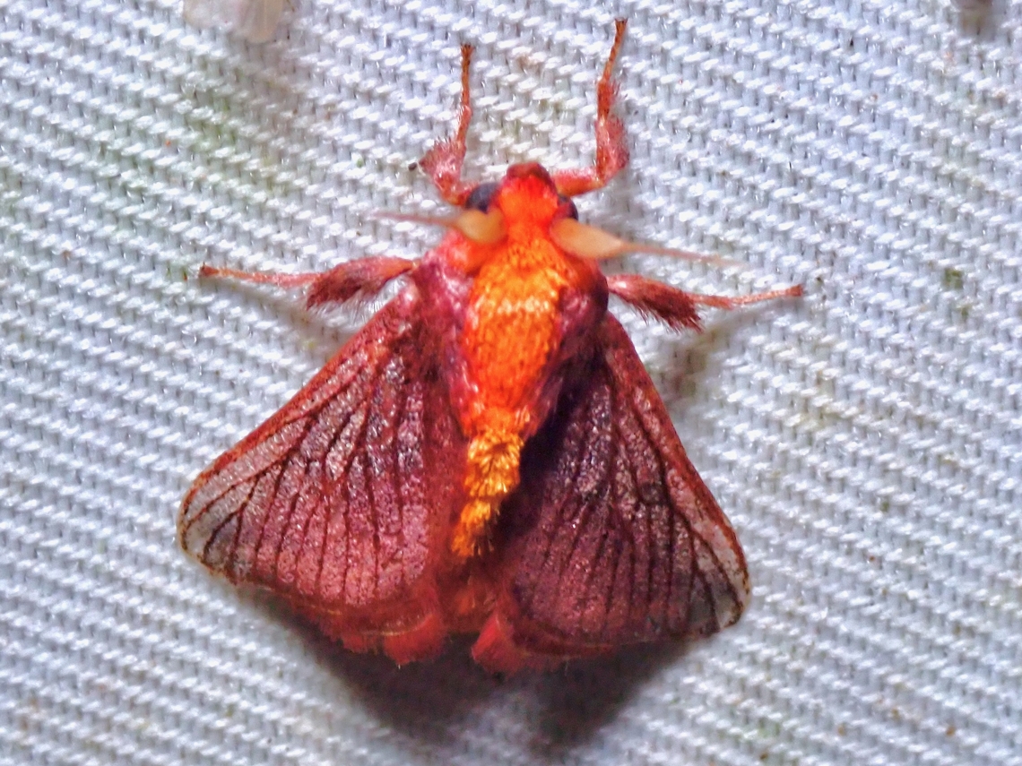 Stinging Slug Moth - Birthama rubicunda  Birthama rubicunda,Malaysia,Moth,Sabah,Stinging Slug Moth