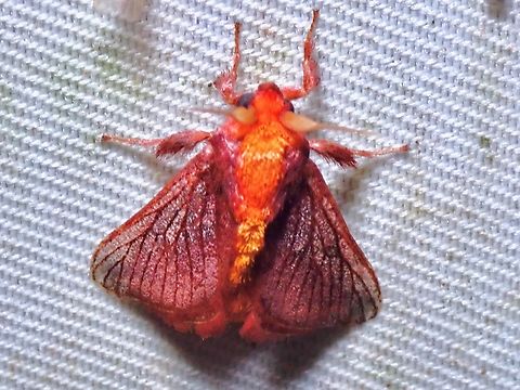 Stinging Slug Moth - Birthama rubicunda  Birthama rubicunda,Malaysia,Moth,Sabah,Stinging Slug Moth