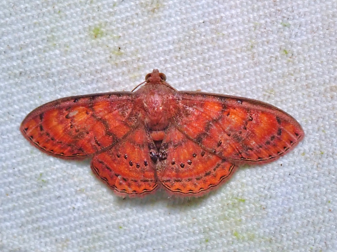 Moth - Homodes vivida  Homodes vivida,Malaysia,Moth,Sabah