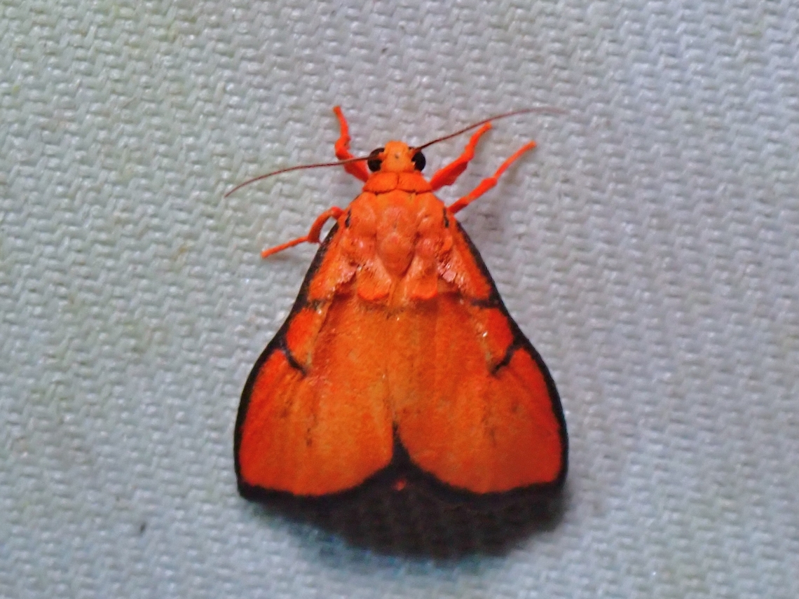 Lichen Moth - Disparsine crustata  Disparsine crustata,Lichen Moth,Malaysia,Moth,Sabah
