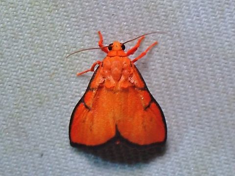 Lichen Moth - Disparsine crustata  Disparsine crustata,Lichen Moth,Malaysia,Moth,Sabah