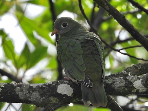 Jambu Fruit Dove - Ptilinopus jambu            Bird,Dove,Fruit Dove,Jambu Fruit Dove,Malaysia,Ptilinopus jambu,Sabah