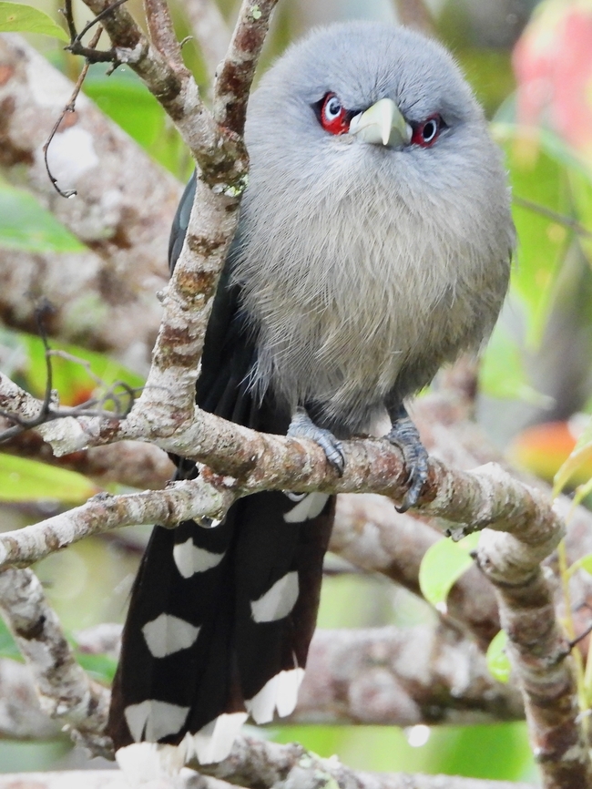 Angry Bird            Bird,Black-Bellied Malkoha,Malaysia,Malkoha,Phaenicophaeus diardi,Sabah