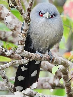 Angry Bird            Bird,Black-Bellied Malkoha,Malaysia,Malkoha,Phaenicophaeus diardi,Sabah