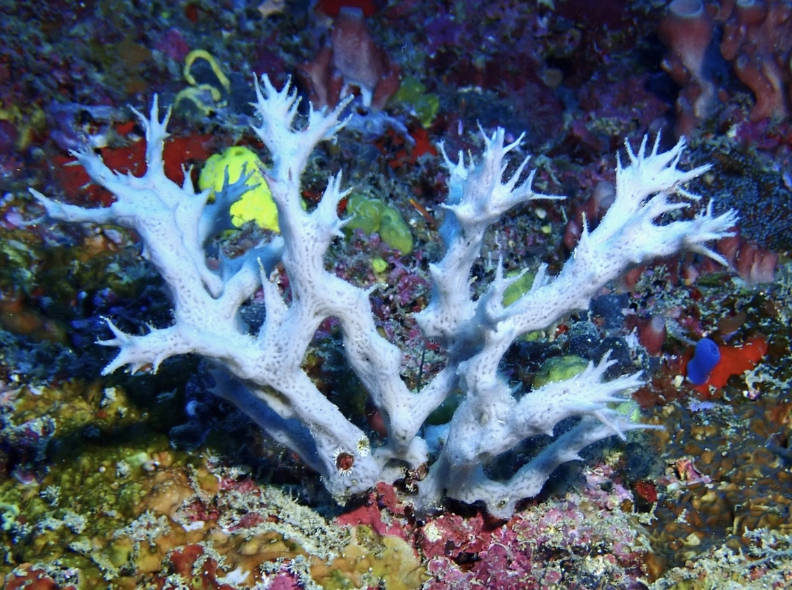 Sea Sponge - Gelliodes gracilis  Gelliodes gracilis,Mabul,Malaysia,Sabah,Sea Sponge,Sipadan