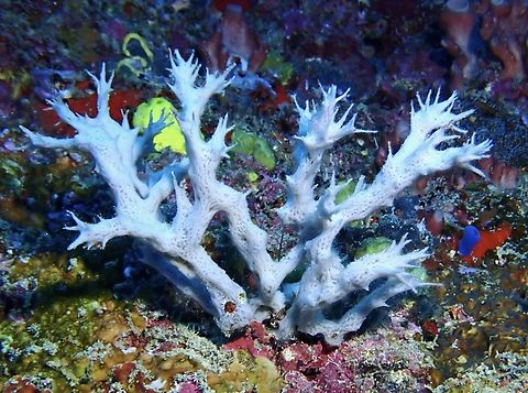 Sea Sponge - Gelliodes gracilis  Gelliodes gracilis,Mabul,Malaysia,Sabah,Sea Sponge,Sipadan