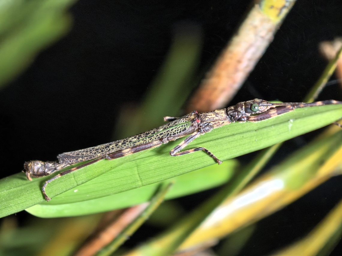 Stick insect/Phasmid - Anoplobistus siebersi  Anoplobistus siebersi,Malaysia,Phasmatodea,Phasmid,Phasmida,Sabah,Stick Insect