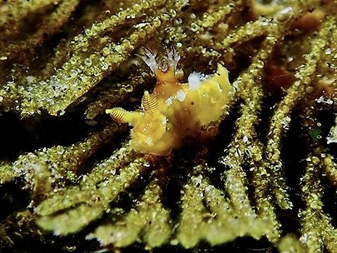 Nudibranch - Plocamopherus sp.  Bali,Indoenesia,Nudibranch,Plocamopherus