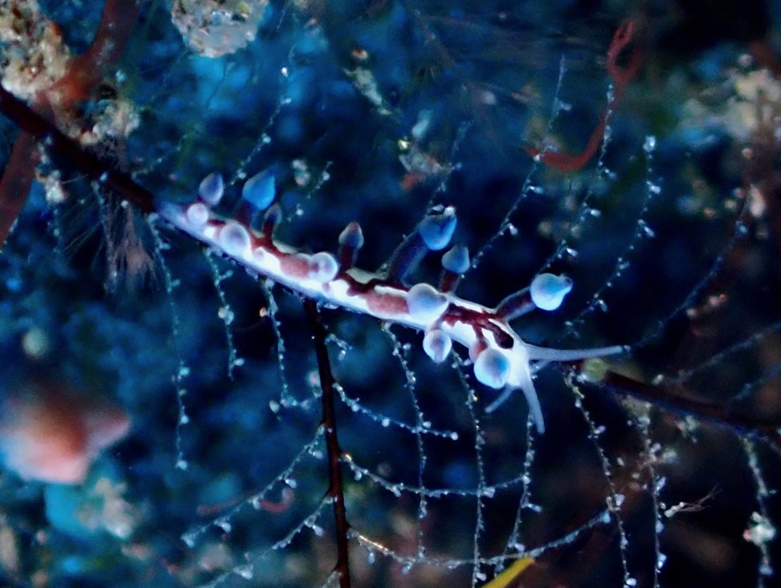Nudibranch - Eubranchus sp.  Bali,Eubranchus,Indonesia,Nudibranch