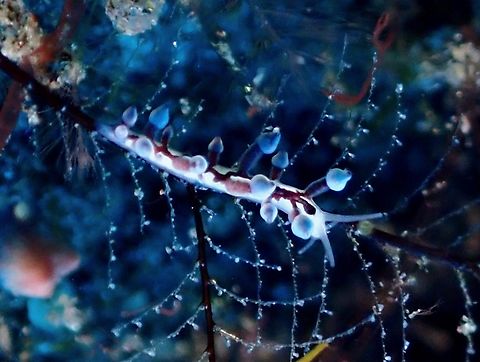 Nudibranch - Eubranchus sp.  Bali,Eubranchus,Indonesia,Nudibranch