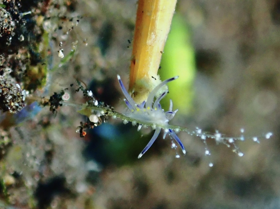 Tiny Tip of toothpick next to Nudibranch for size reference of this tiny Nudibranch - Sakuraeolis sp. Bali,Indonesia,Nudibranch,Sakuraeolis