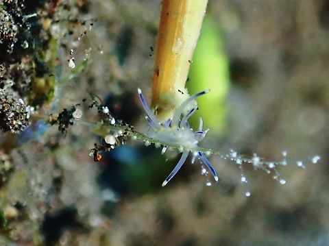 Tiny Tip of toothpick next to Nudibranch for size reference of this tiny Nudibranch - Sakuraeolis sp. Bali,Indonesia,Nudibranch,Sakuraeolis