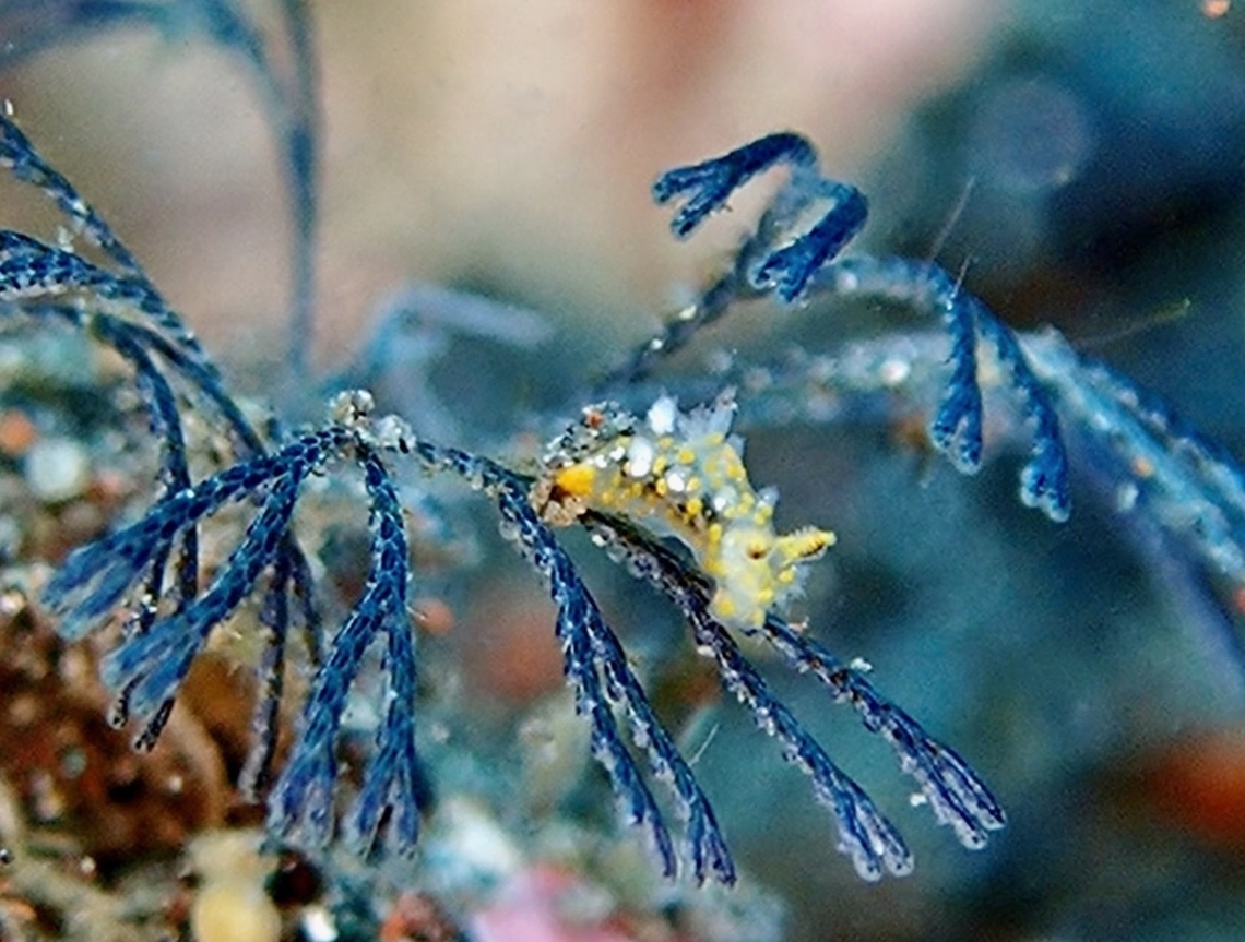 Nudibranch - Plocamopherus sp.  Bali,Indonesia,Nudibranch,Plocamopherus