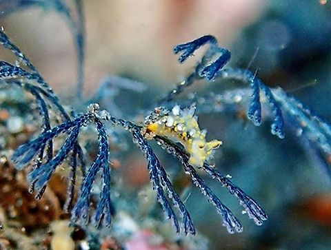 Nudibranch - Plocamopherus sp.  Bali,Indonesia,Nudibranch,Plocamopherus