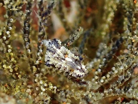 Nudibranch - Polycera sp.  Bali,Indonesia,Nudibranch,Polycera