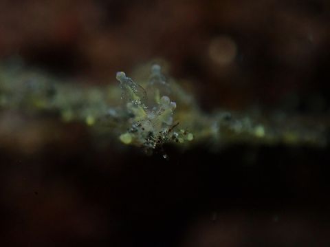 Nudibranch - Eubranchus sp.  Bali,Eubranchus,Indonesia,Nudibranhch