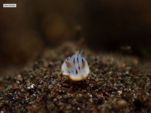 Nudibranch - Chromodoris sp.  Bali,Chromodoris,Indonesia,Nudibranch