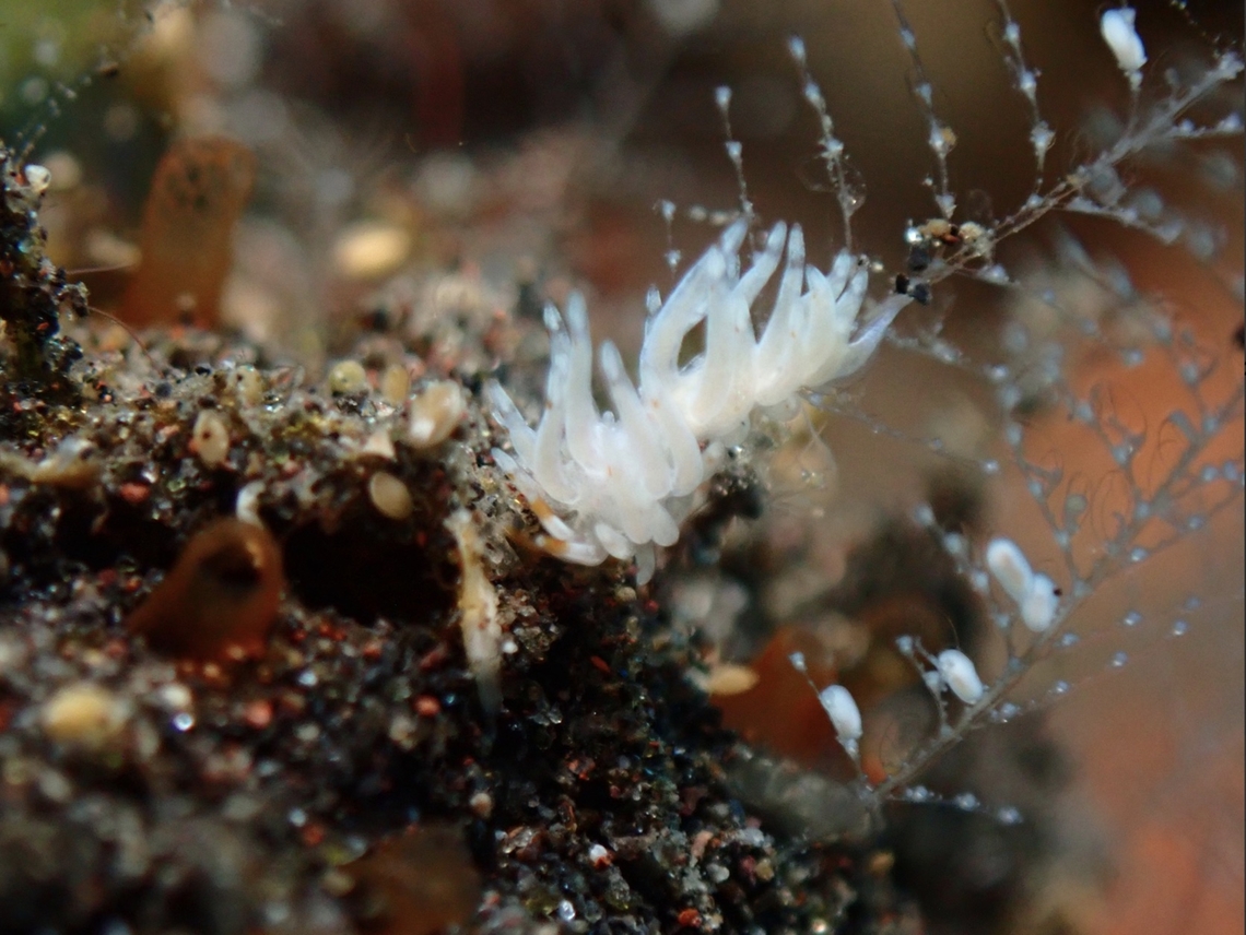 Nudibranch - Trinchesia sp.  Bali,Indonesia,Nudibranch,Trinchesia