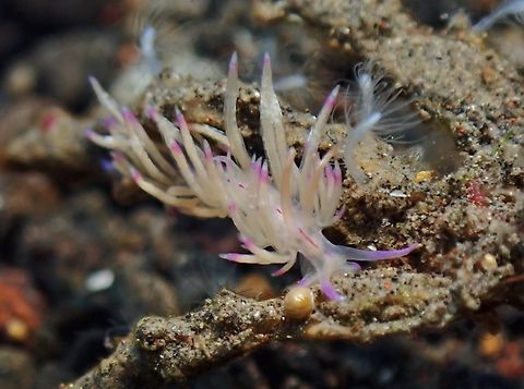 Nudibranch - Unidentia sp.  Bali,Indonesia,Nudibranch,Unidentia