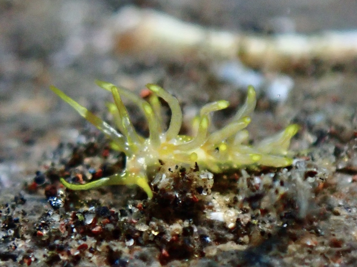Nudibranch - Trinchesia sp.  Bali,Indonesia,Nudibranch,Trinchesia