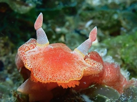 Decumbent Spanish Dancer - Hexabranchus lacer  Cebu,Decumbent Spanish Dancer,Gato Island,Hexabranchus lacer,Malapascua,Nudibranch,Philippines,Spanish Dancer