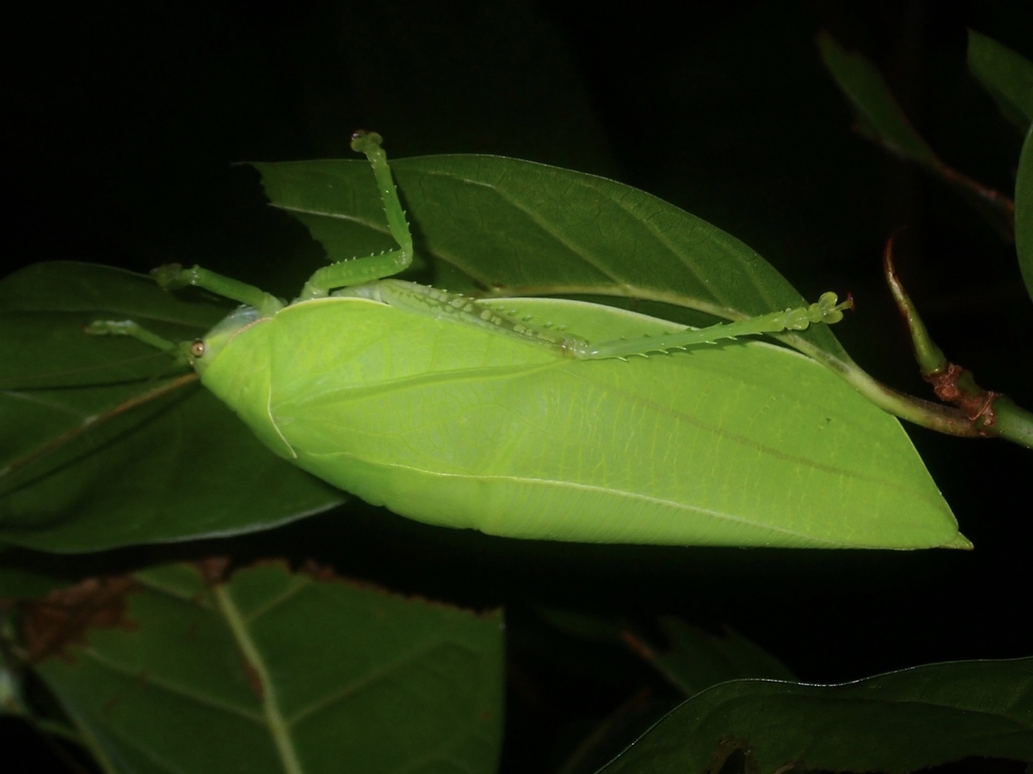 Leaf Leaf Katydid - Pseudophyllus teter Anilao,Batangas,Katydid,Leaf Katydid,Philippines,Pseudophyllus teter