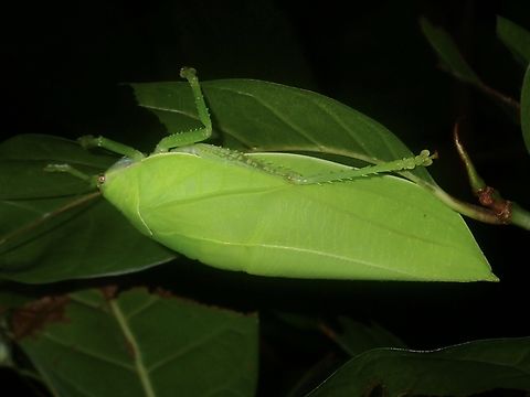 Leaf Leaf Katydid - Pseudophyllus teter Anilao,Batangas,Katydid,Leaf Katydid,Philippines,Pseudophyllus teter